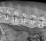diffuse idiopathic skeletal hyperostosis dog radiograph 300x135